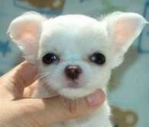 big_sweet male and female chihuahua puppies available01